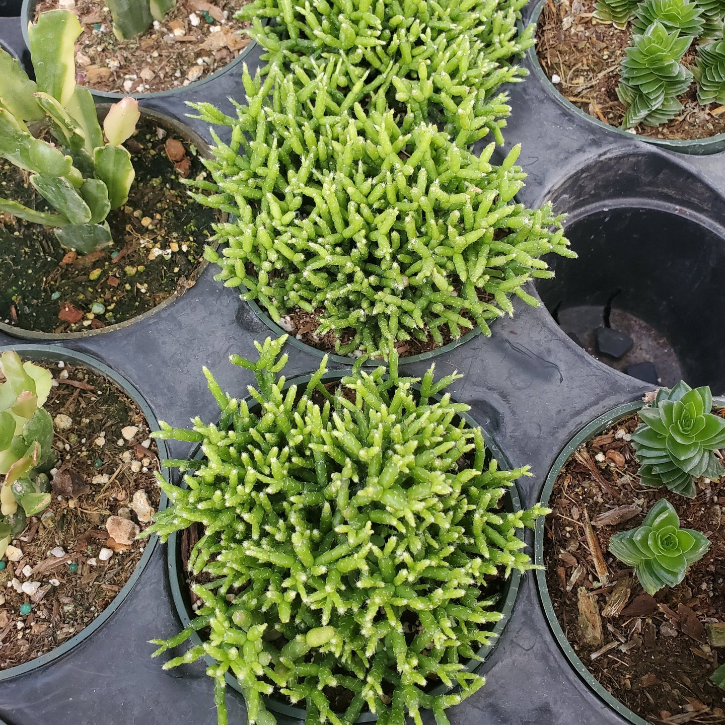 Rhipsalis  cereuscula 'Coral Cactus'